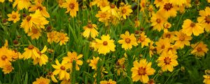 Preview wallpaper flowers, field, yellow, wild, bloom