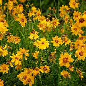 Preview wallpaper flowers, field, yellow, wild, bloom