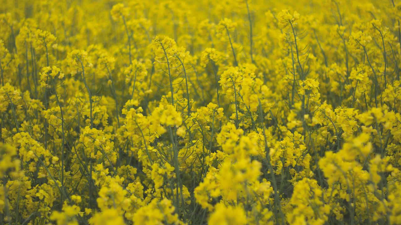 Wallpaper flowers, field, yellow, plants