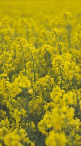 Preview wallpaper flowers, field, yellow, plants