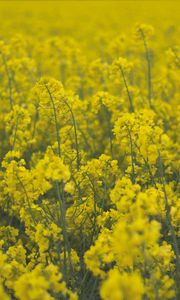 Preview wallpaper flowers, field, yellow, plants