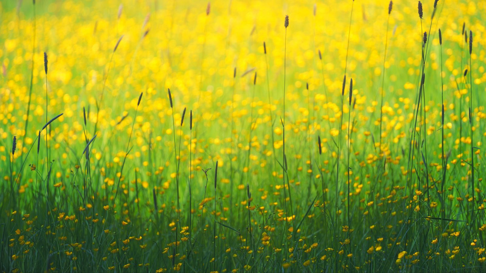 1600x900 Wallpaper flowers, field, yellow, grass