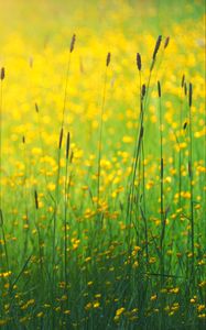Preview wallpaper flowers, field, yellow, grass