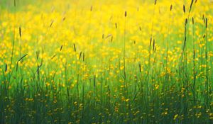 Preview wallpaper flowers, field, yellow, grass