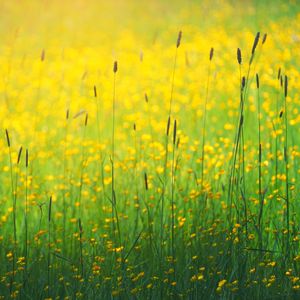 Preview wallpaper flowers, field, yellow, grass