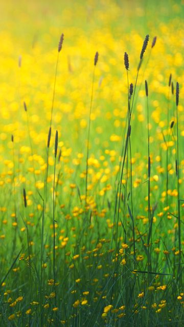 360x640 Wallpaper flowers, field, yellow, grass