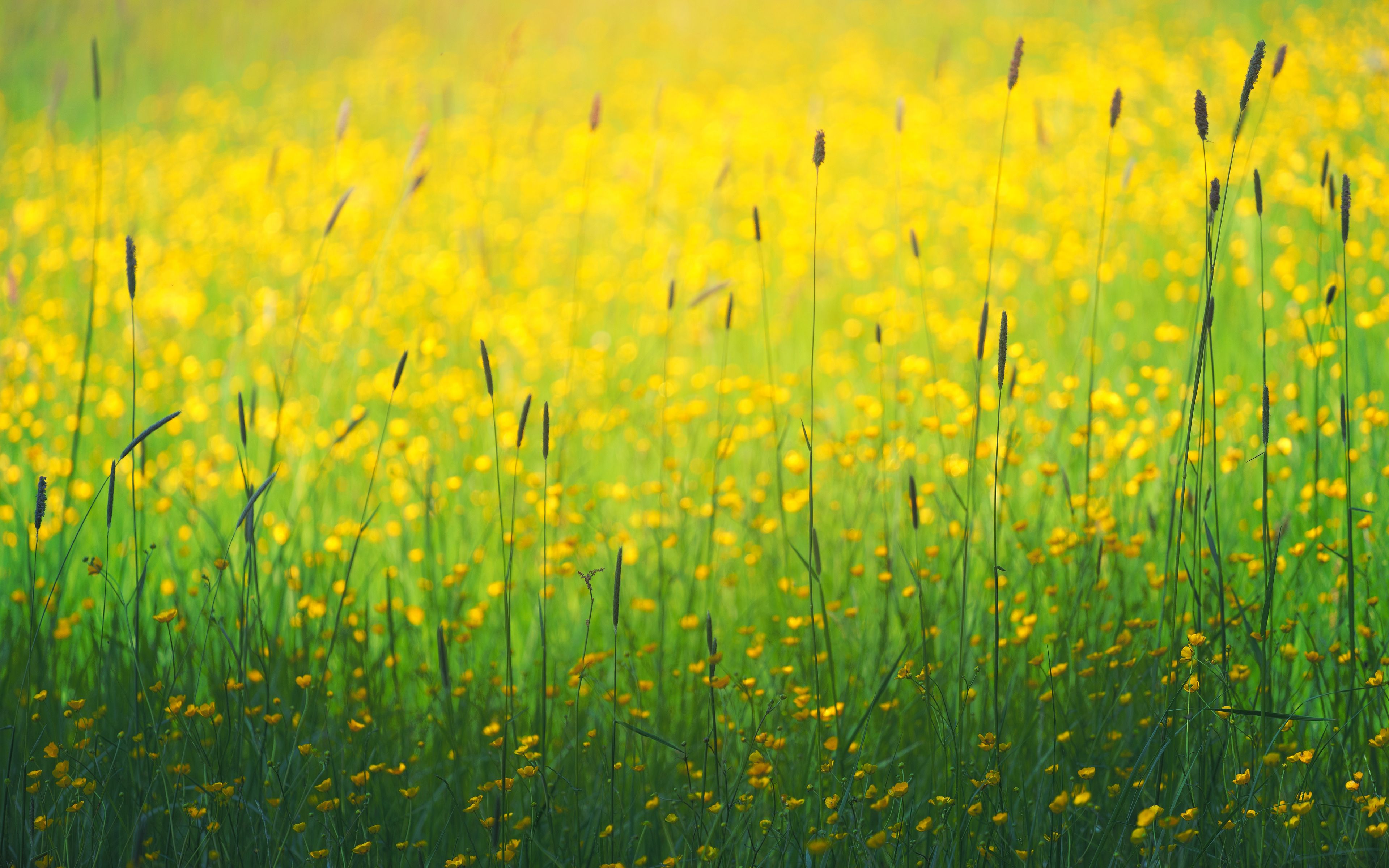 Download wallpaper 3840x2400 flowers, field, yellow, grass 4k ultra hd  16:10 hd background