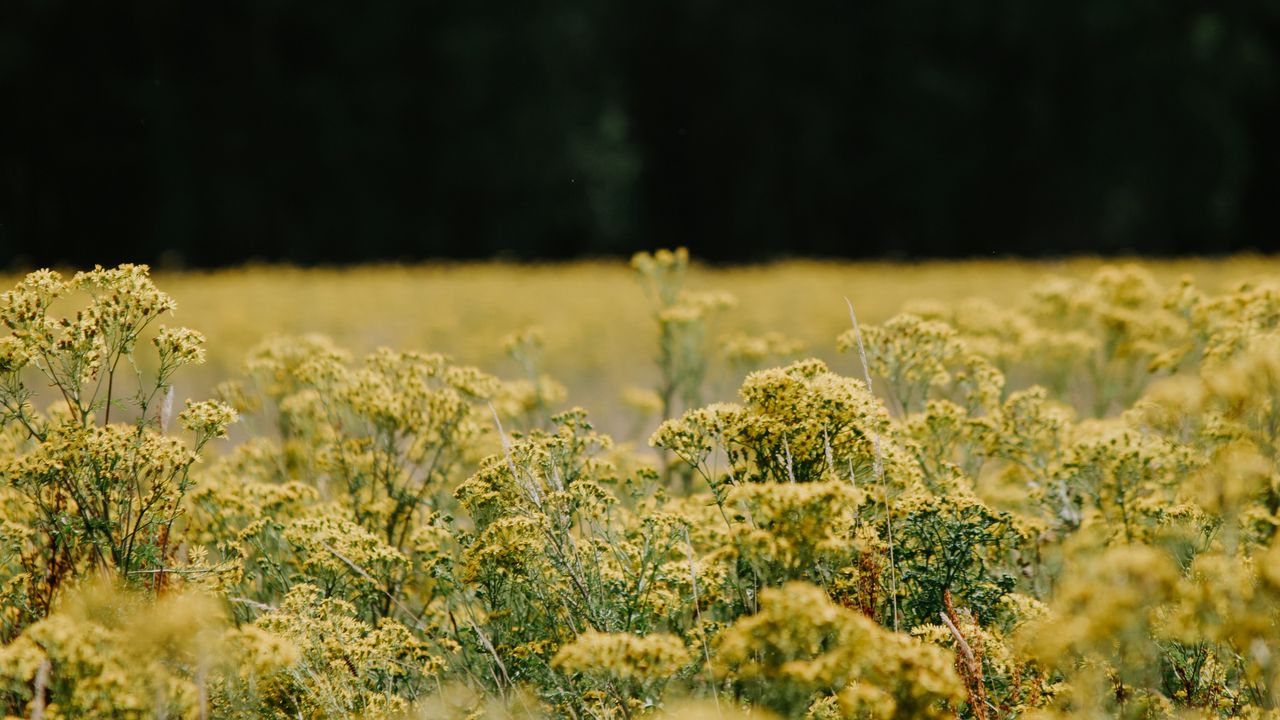 Wallpaper flowers, field, yellow, nature