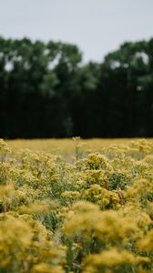 Preview wallpaper flowers, field, yellow, nature