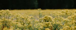 Preview wallpaper flowers, field, yellow, nature