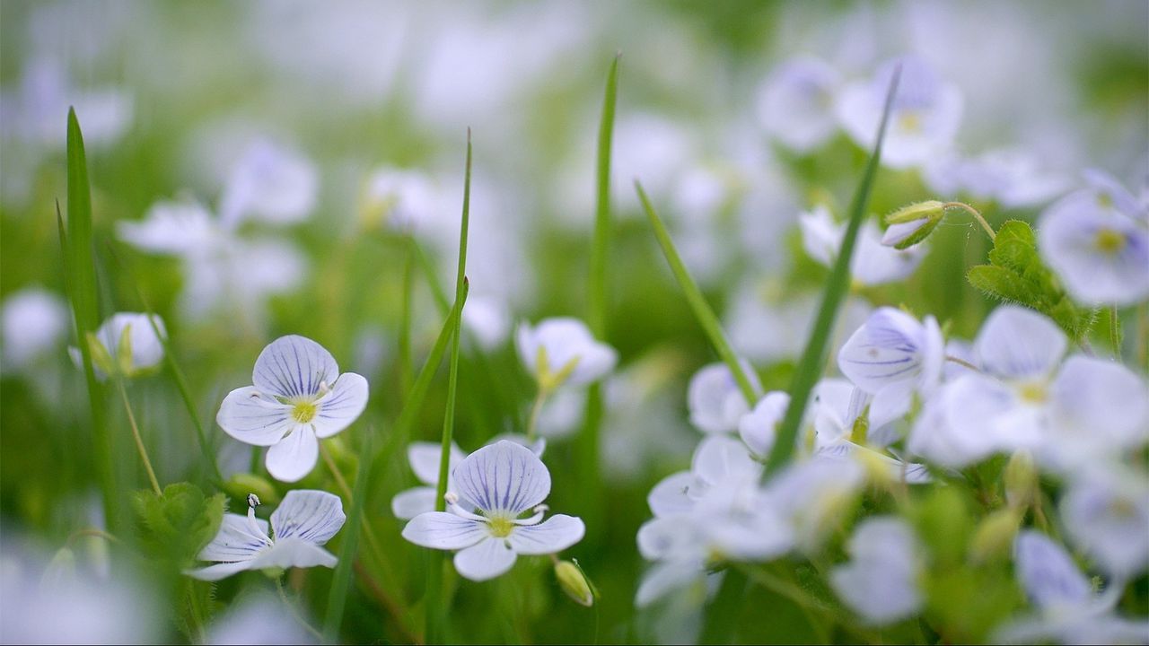 Wallpaper flowers, fields, green, small, summer