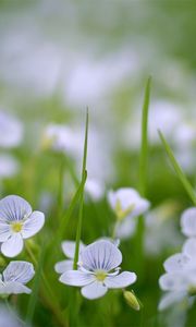 Preview wallpaper flowers, fields, green, small, summer