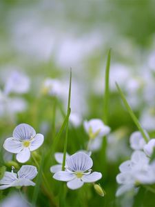 Preview wallpaper flowers, fields, green, small, summer