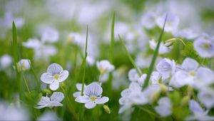 Preview wallpaper flowers, fields, green, small, summer