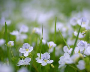 Preview wallpaper flowers, fields, green, small, summer