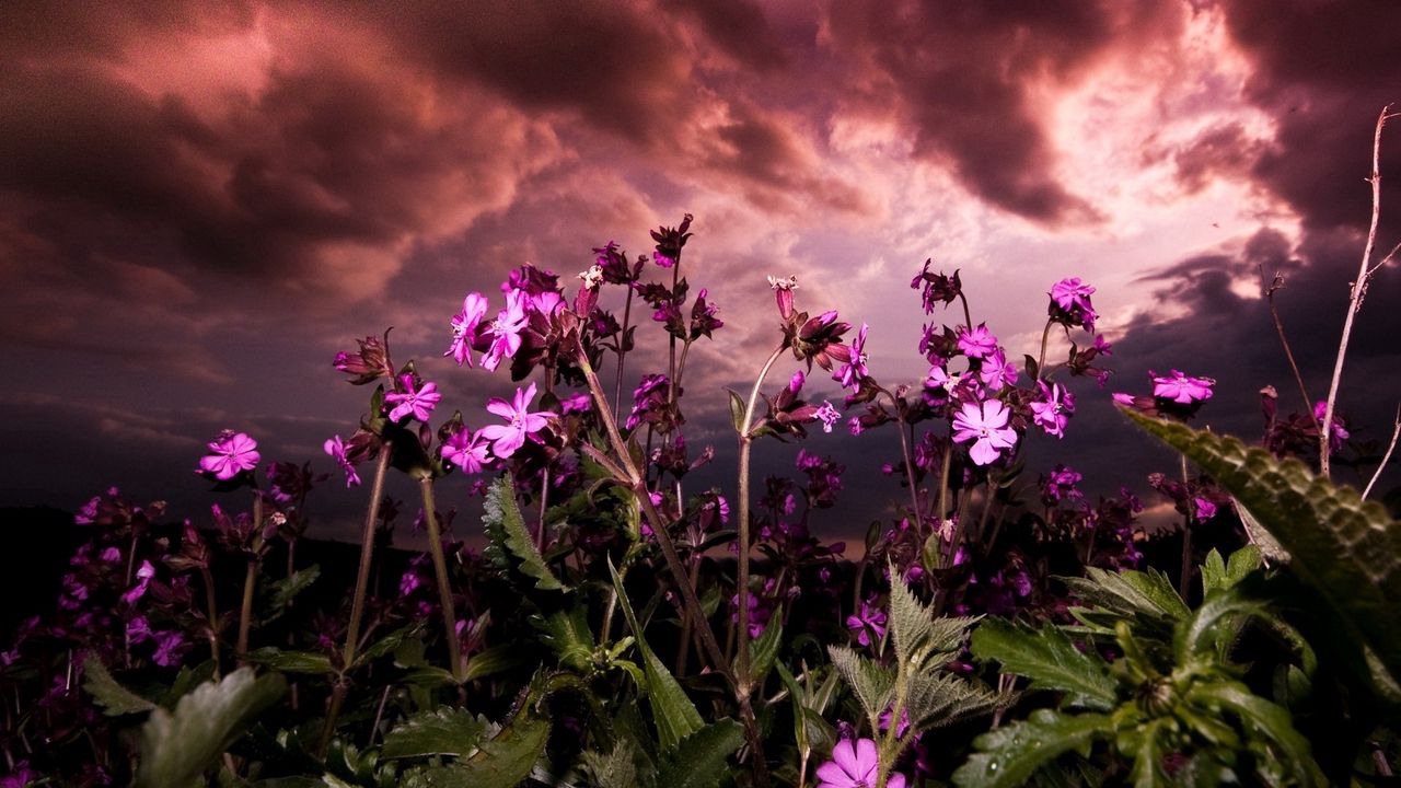 Wallpaper flowers, fields, green, sky, clouds, cloudy