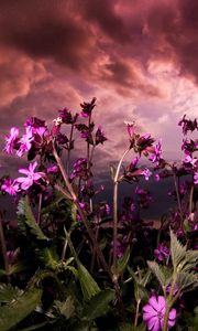 Preview wallpaper flowers, fields, green, sky, clouds, cloudy