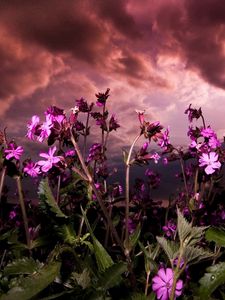 Preview wallpaper flowers, fields, green, sky, clouds, cloudy