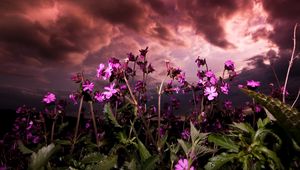 Preview wallpaper flowers, fields, green, sky, clouds, cloudy