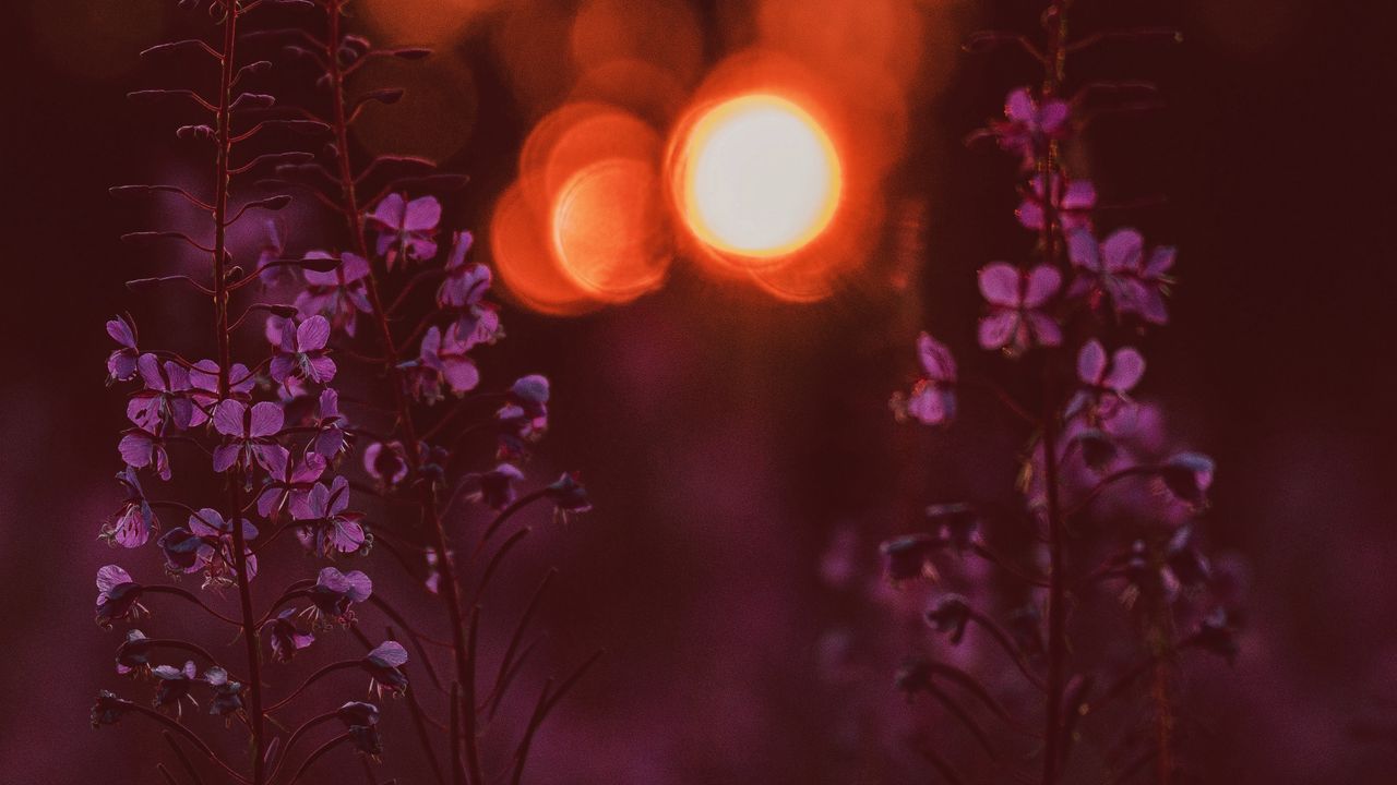 Wallpaper flowers, flare, bokeh, sunset, blur
