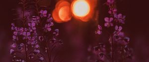 Preview wallpaper flowers, flare, bokeh, sunset, blur