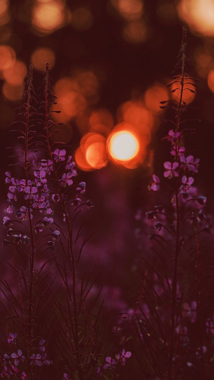 720x1280 Wallpaper flowers, flare, bokeh, sunset, blur