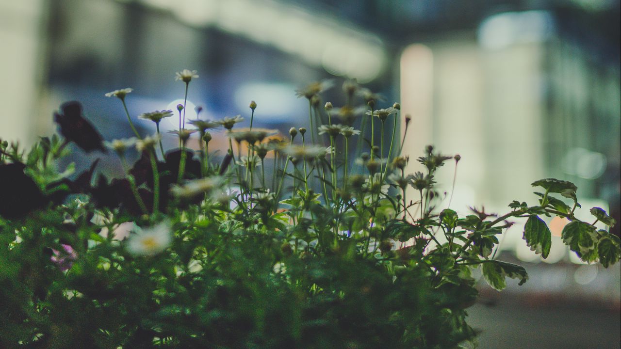 Wallpaper flowers, flower bed, blur