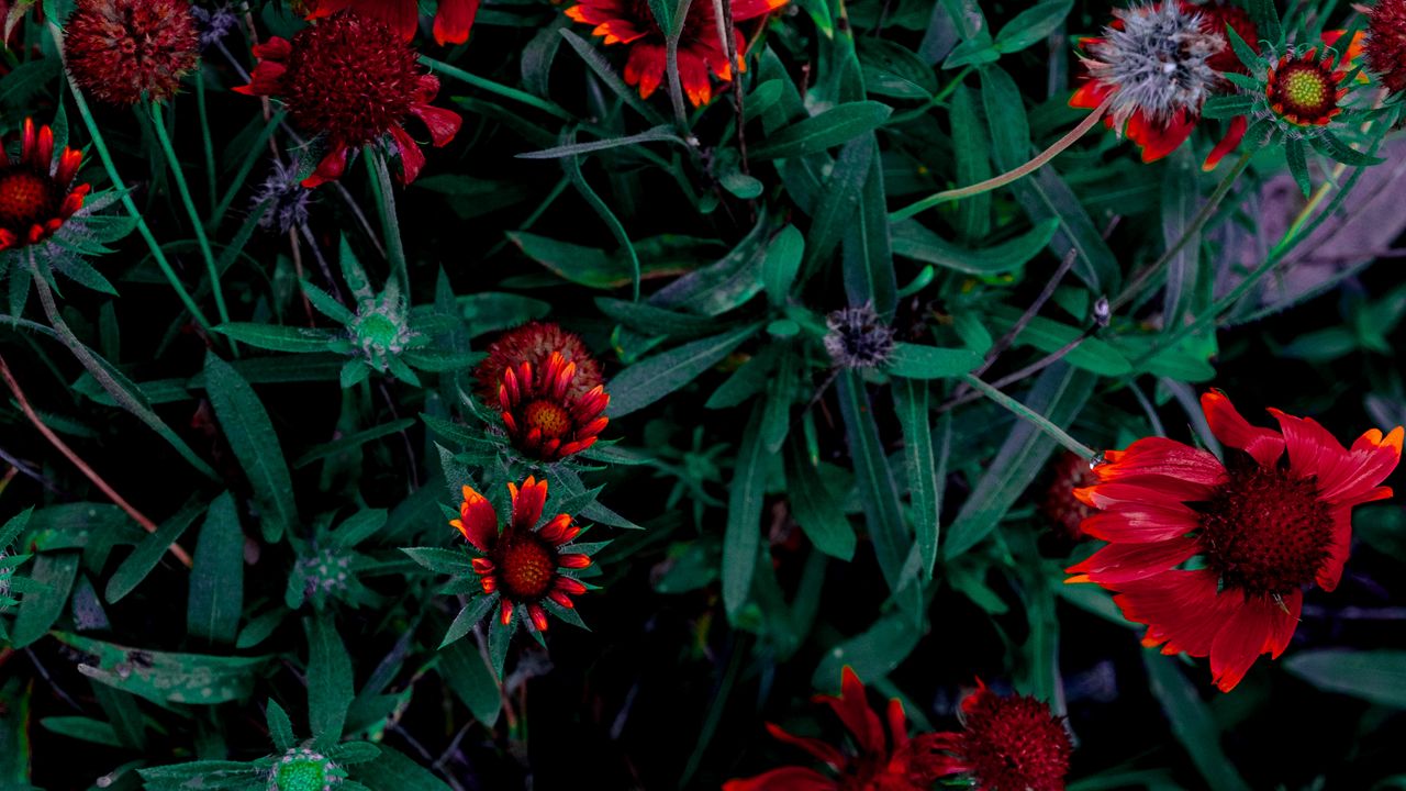 Wallpaper flowers, flower bed, flowering, leaves