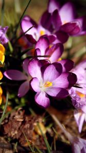 Preview wallpaper flowers, flower, grass, dirt