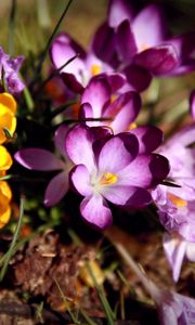 Preview wallpaper flowers, flower, grass, dirt