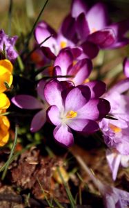 Preview wallpaper flowers, flower, grass, dirt