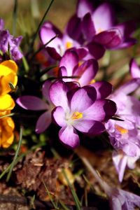 Preview wallpaper flowers, flower, grass, dirt