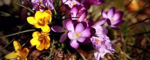 Preview wallpaper flowers, flower, grass, dirt