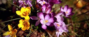 Preview wallpaper flowers, flower, grass, dirt