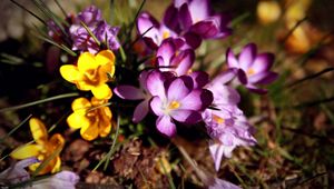 Preview wallpaper flowers, flower, grass, dirt