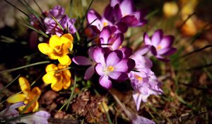 Preview wallpaper flowers, flower, grass, dirt