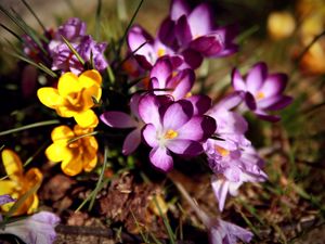 Preview wallpaper flowers, flower, grass, dirt