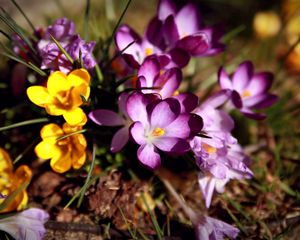 Preview wallpaper flowers, flower, grass, dirt