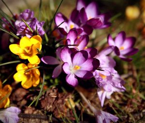 Preview wallpaper flowers, flower, grass, dirt