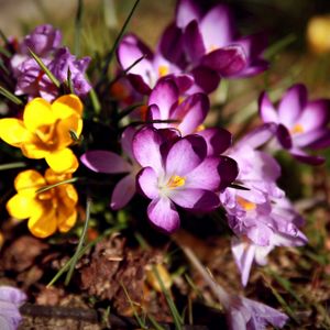 Preview wallpaper flowers, flower, grass, dirt