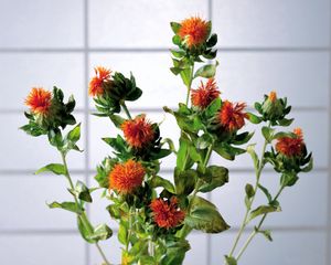 Preview wallpaper flowers, flower, herbs, beauty