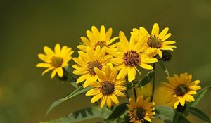 Preview wallpaper flowers, flower, yellow, stems, greenery, blurring