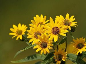 Preview wallpaper flowers, flower, yellow, stems, greenery, blurring