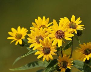 Preview wallpaper flowers, flower, yellow, stems, greenery, blurring