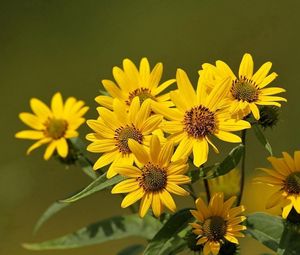 Preview wallpaper flowers, flower, yellow, stems, greenery, blurring