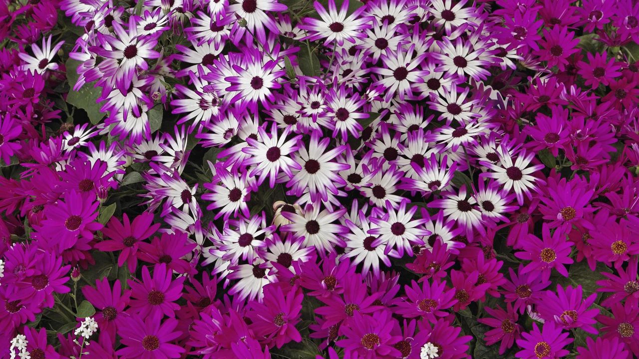 Wallpaper flowers, flowerbed, bright, much