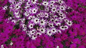 Preview wallpaper flowers, flowerbed, bright, much