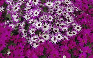 Preview wallpaper flowers, flowerbed, bright, much