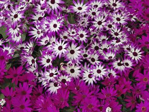 Preview wallpaper flowers, flowerbed, bright, much