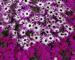 Preview wallpaper flowers, flowerbed, bright, much